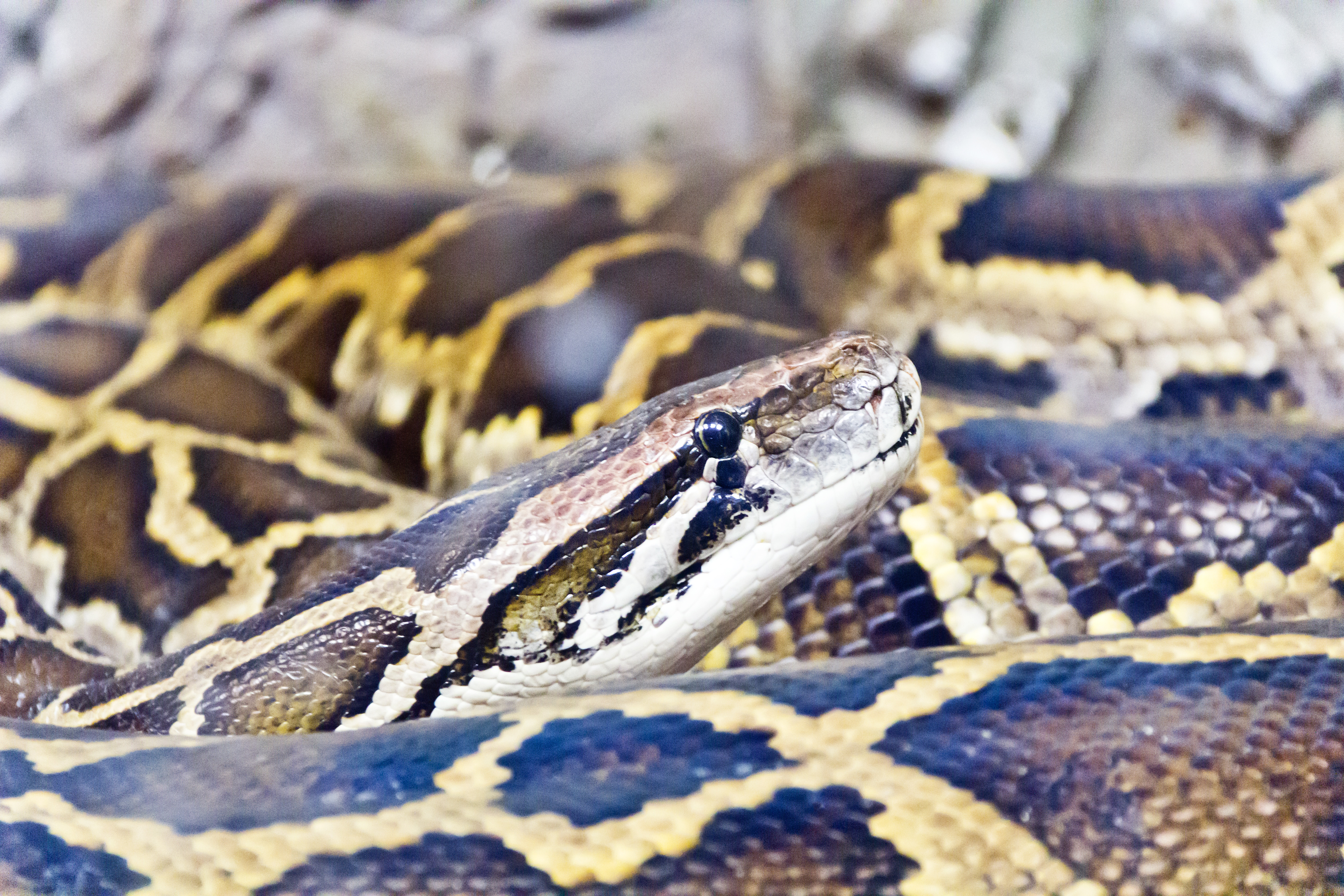 ▲▼蛇,蟒蛇,網紋蟒,Reticulated python。（圖／達志影像／示意圖）