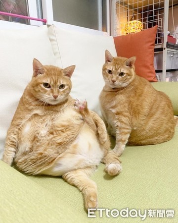 ▲橘貓兄妹圓得像「長腳的米腸」　飼主曝體重：牠們其實吃不多。（圖／Instagram帳號「胖寶＆胖乖」提供）