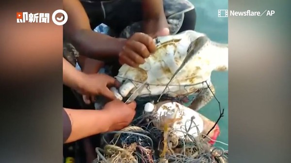 ▲漁民仔細地將海龜身上的繩索割開。（圖／即新聞／Newsflare／AP）