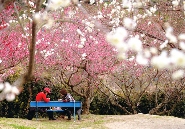 ▲日本紀州冬季旅遊大熱門！賞花、泡湯、草莓吃到飽▼             。（圖／七逗旅遊網提供）