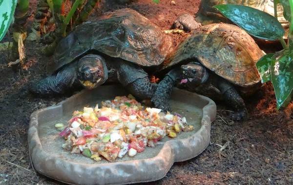 ▲▼台北市立動物園太陽龜。（圖／台北市立動物園提供）