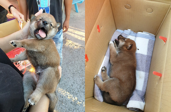 奶汪躺魚塭求救 頭部骨折 沿路哭徐文良心疼 小朋友加油 Ettoday寵物雲 Ettoday新聞雲