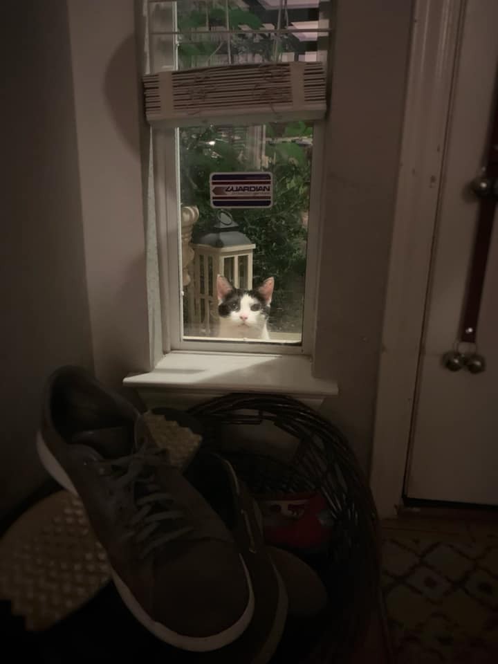認錯鏟屎官？連4天出門被貓跟蹤　回家看向窗外..一雙眼盯得心裡發寒（圖／FB@Austin Lost and Found Pets)