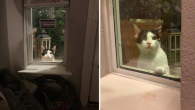 認錯鏟屎官？連4天出門被貓跟蹤　回家看向窗外..一雙眼盯得心裡發寒