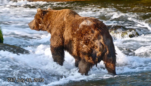 （圖／翻攝自Facebook／Katmai National Park & Preserve）