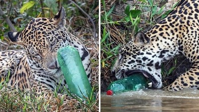 觀光客亂丟的！目擊「美洲豹啃寶特瓶」　攝影師：怕牠咬碎吞下去