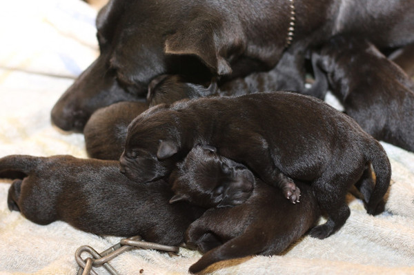 派出所出生的小狗，清一色都黑色，也都被人預定一空。（圖／翻攝畫面）