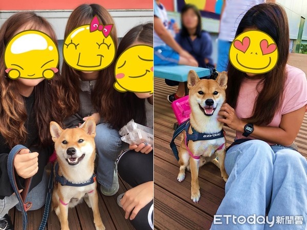 ▲柴犬外送員跨越全台17縣市！　「foodshiba」把燦爛笑容送到家。（圖／粉專「抖宅大人」授權提供）