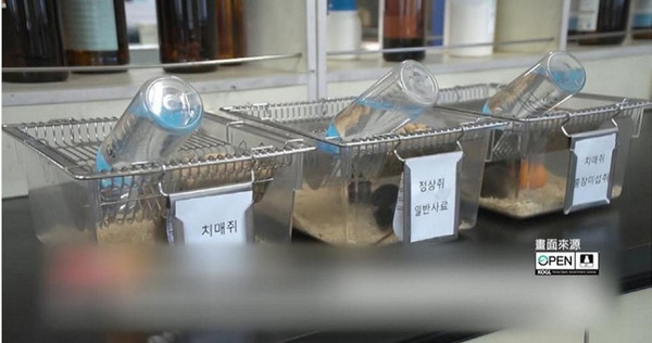根據南韓最新研究指出，將成蠶磨成粉後服用，能有效治療阿茲海默症。（圖／翻攝自網路）