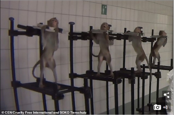 ▲德國LPT實驗室，被爆料者指出涉嫌虐待動物。（圖／翻攝自Cruelty Free International網站）