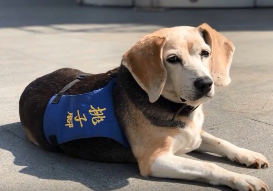 人氣校園犬出爐，高齡汪姐妹奪冠。（圖／新北市動保處提供）