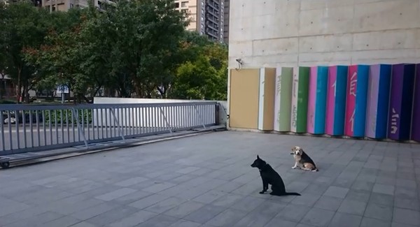 人氣校園犬出爐，高齡汪姐妹奪冠。（圖／新北市動保處提供）