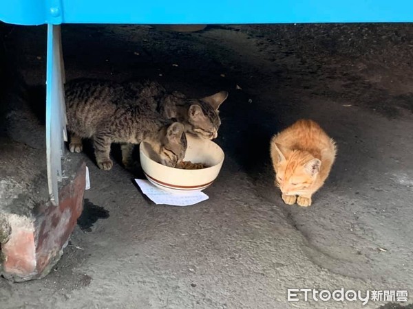 ▲餵食浪貓碗公下出現字條。（圖／網友史珮甄授權提供）