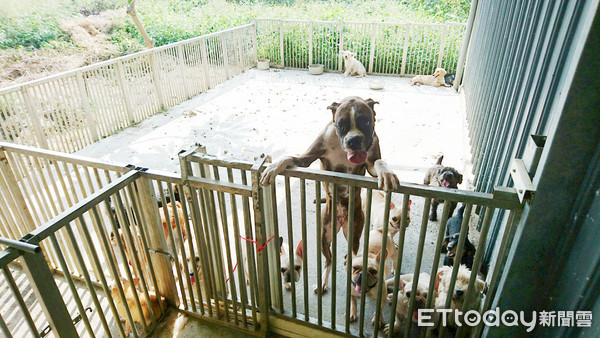 ▲2百多隻品種犬貓將於完成治療、狂犬病疫苗注射、寵物晶片植入及結紮手術後，公告7日即開放民眾認養。（圖／記者蔡佩旻翻攝）（下同）