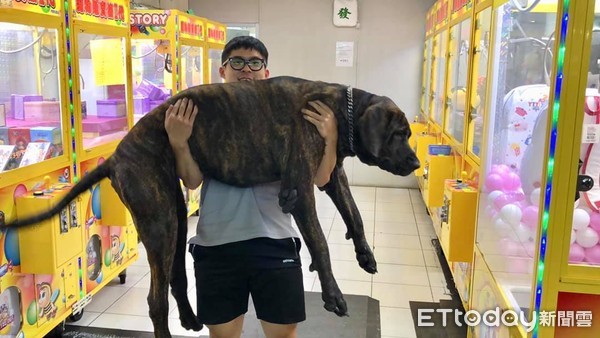 ▲小哥抱起「86公斤高山犬」撐20秒輕鬆聊天　姐嚇傻：牠比你高耶。（圖／全球三劍客提供）