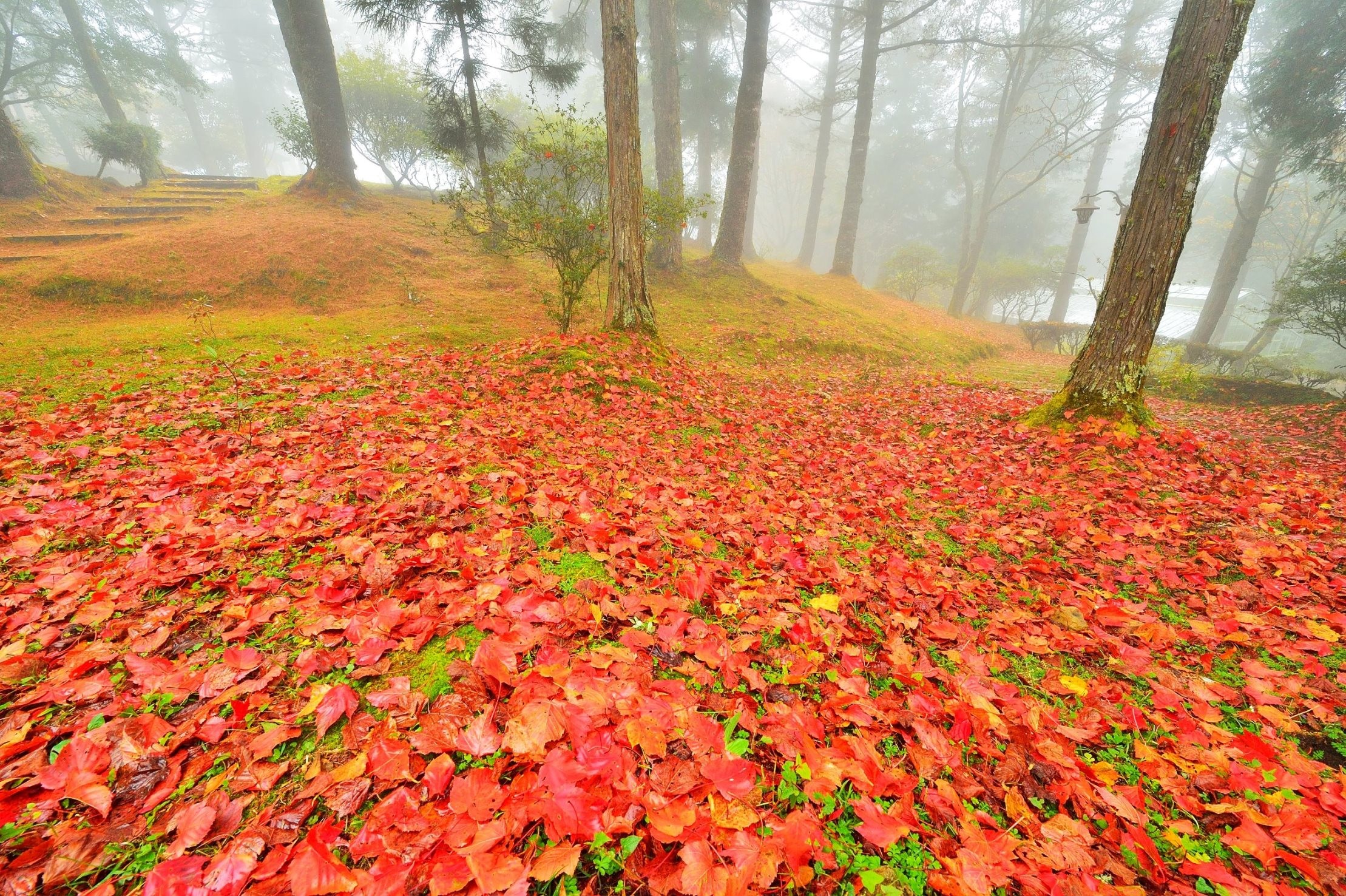 ▲▼     阿里山楓葉。（圖／黃源明提供）