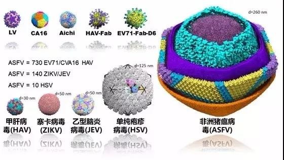 ▲非洲豬瘟病毒。（圖／翻攝自《中央廣電總台中國之聲》微信公眾號）