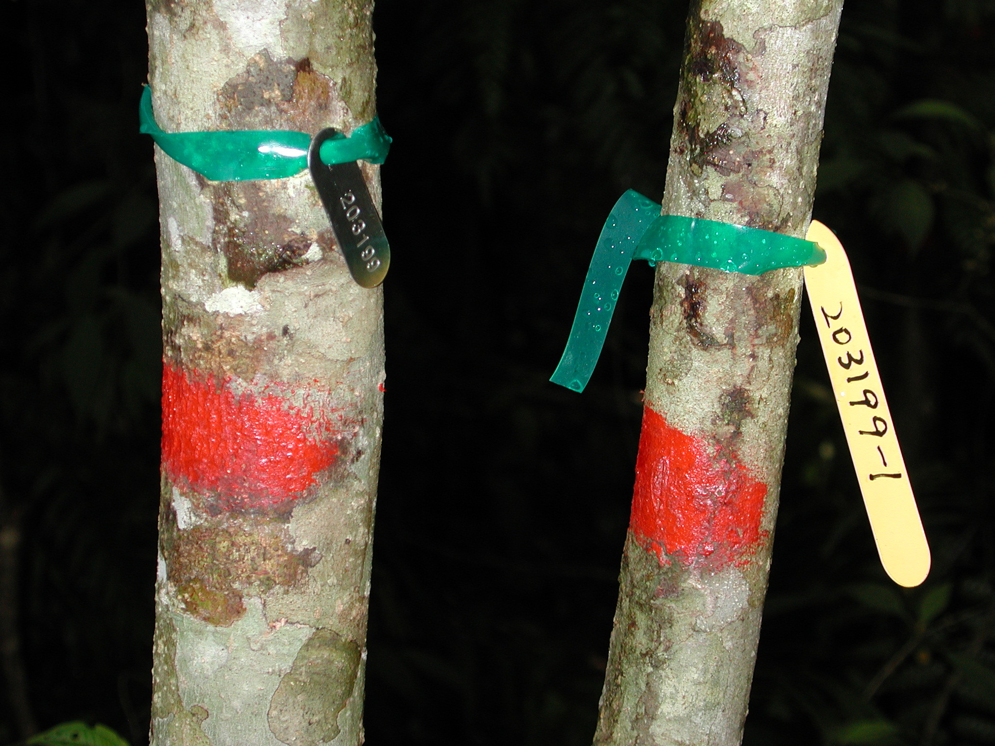 ▲▼林業試驗所透過長期監測調查 為台灣森林生態把脈。（圖／農委會提供）