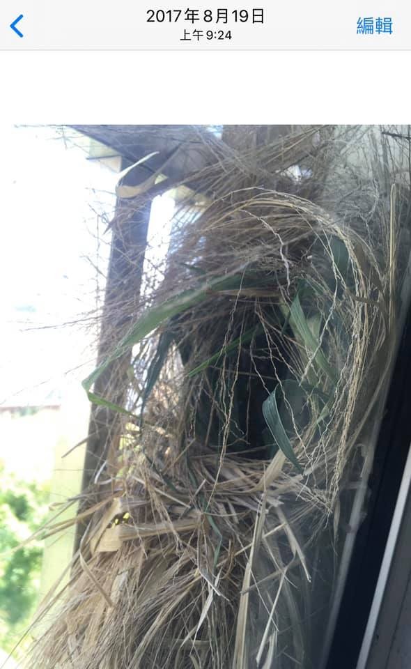 ▲▼小鳥在自家窗外築了4顆巢。（圖／翻攝自爆廢公社）
