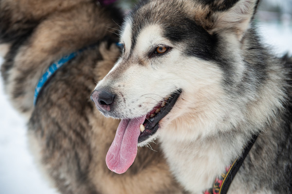 ▲▼阿拉斯加雪橇犬,Alaskan Malamute,狗,寵物。（圖／達志影像／示意圖）