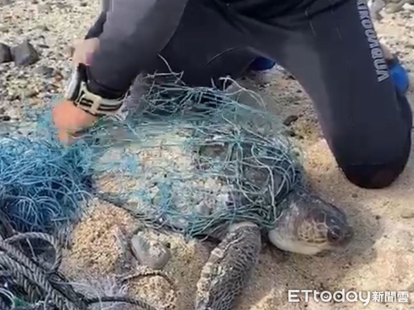 ▲▼海巡人員抵達現場時，發現欖蠵龜遭漁網纏繞相當嚴重，形同五花大綁。（圖／記者王兆麟翻攝，下同）