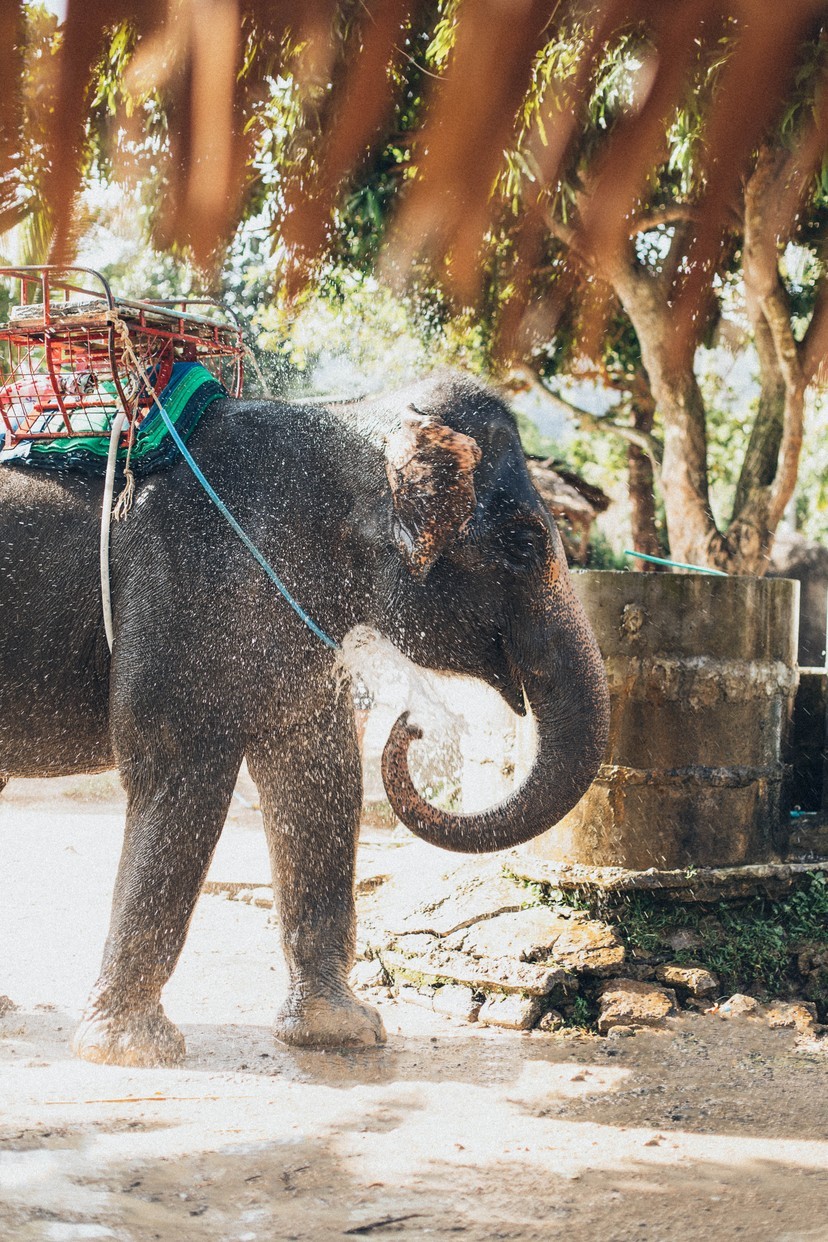 淪為商人賺取旅遊財的泰國大象　 沒有自由只有無限輪迴的載客地獄