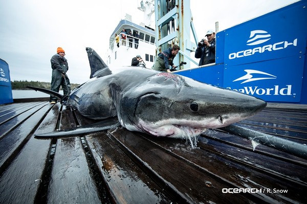 ▲▼             。（圖／翻攝自Facebook／OCEARCH）