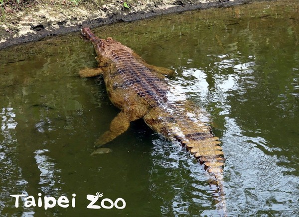 鱷魚吃飯看天氣！（圖／臺北市立動物園提供）