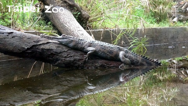 鱷魚吃飯看天氣！（圖／臺北市立動物園提供）