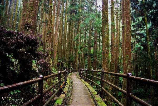 ▲台灣登山健行古道。（圖／Tripbaa趣吧！亞洲自由行專家）