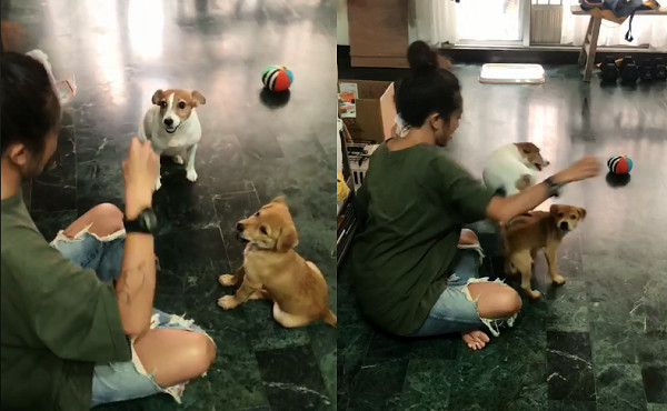 ▲▼資深狗助教帶大！小幼幼轉圈＋控制音量樣樣會　網萌暈求教學。（圖／有點毛毛的／網友姚寶寶提供）