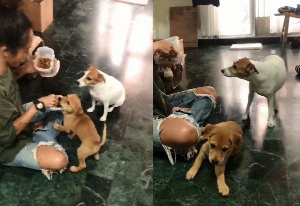 ▲▼資深狗助教帶大！小幼幼轉圈＋控制音量樣樣會　網萌暈求教學。（圖／有點毛毛的／網友姚寶寶提供）