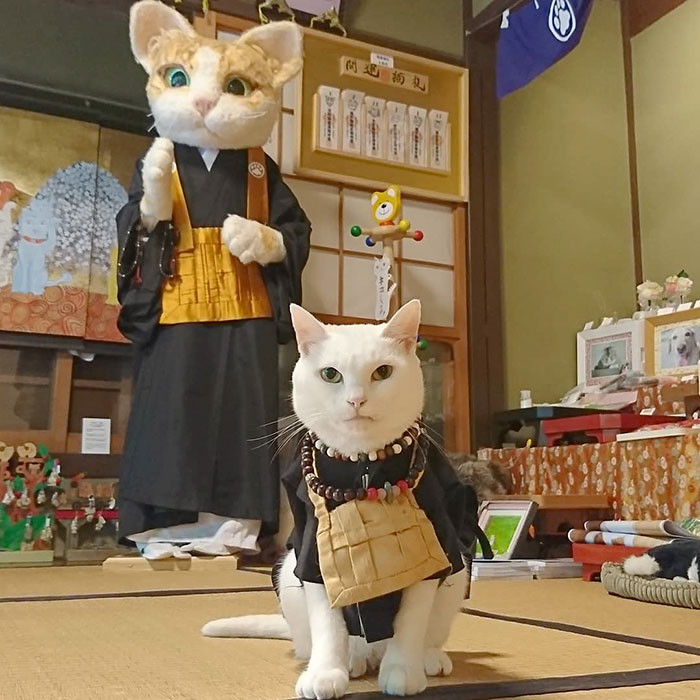 ▲▼貓貓神社。（圖／翻攝自Instagram／nekojizo）