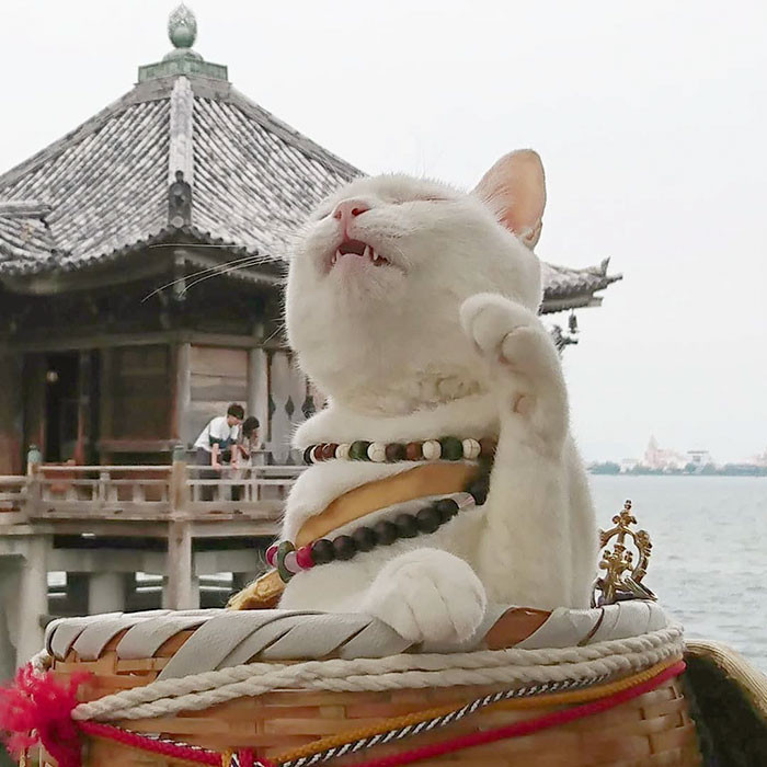 ▲▼貓貓神社。（圖／翻攝自Instagram／nekojizo）