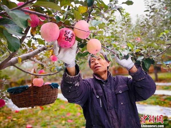 ▲甘肅省慶陽市果農忙著採摘蘋果。（圖／中新社）