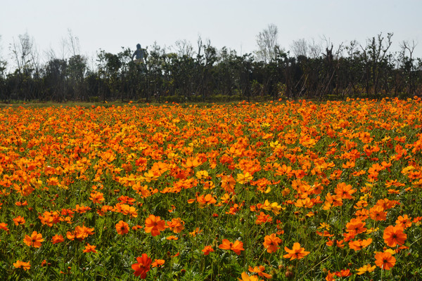 ▲新屋波斯菊花海。（圖／新屋區雜糧產銷班提供）