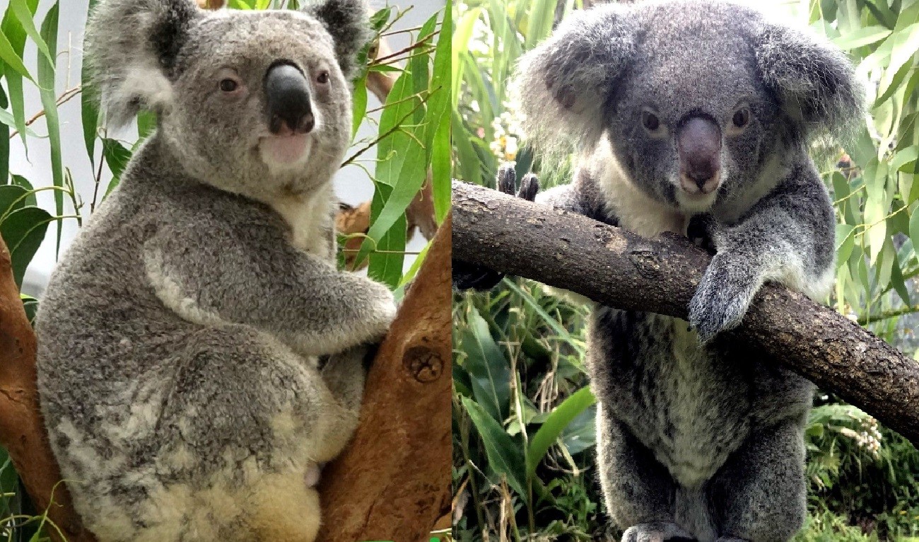 澳洲小鮮肉迷倒母無尾熊 1次讓2隻懷孕 4寶寶年底露臉 Ettoday寵物雲 Ettoday新聞雲
