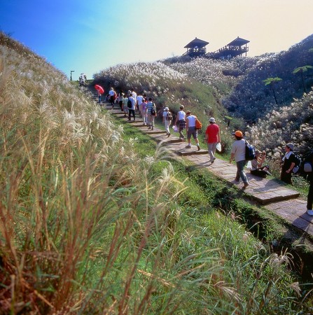 ▲▼草嶺古道芒花季。（圖／東北角暨宜蘭海岸國家風景區管理處提供）