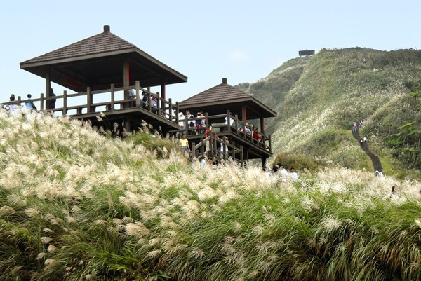 ▲▼草嶺古道芒花季。（圖／東北角暨宜蘭海岸國家風景區管理處提供）