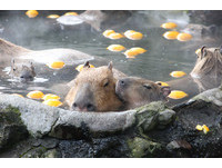 伊豆仙人掌公園的水豚喜歡泡柚子湯。（圖／翻攝伊豆仙人掌公園網站）
