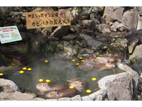 伊豆仙人掌公園的水豚喜歡泡柚子湯。（圖／翻攝伊豆仙人掌公園網站）