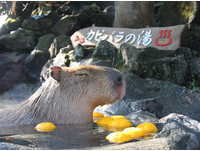 伊豆仙人掌公園的水豚喜歡泡柚子湯。（圖／翻攝伊豆仙人掌公園網站）