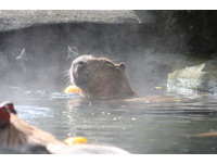伊豆仙人掌公園的水豚喜歡泡柚子湯。（圖／翻攝伊豆仙人掌公園網站）