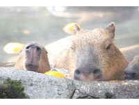 伊豆仙人掌公園的水豚喜歡泡柚子湯。（圖／翻攝伊豆仙人掌公園網站）