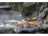 伊豆仙人掌公園的水豚喜歡泡柚子湯。（圖／翻攝伊豆仙人掌公園網站）
