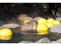 伊豆仙人掌公園的水豚喜歡泡柚子湯。（圖／翻攝伊豆仙人掌公園網站）