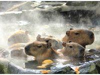 伊豆仙人掌公園的水豚喜歡泡柚子湯。（圖／翻攝伊豆仙人掌公園網站）