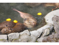 伊豆仙人掌公園的水豚喜歡泡柚子湯。（圖／翻攝伊豆仙人掌公園網站）