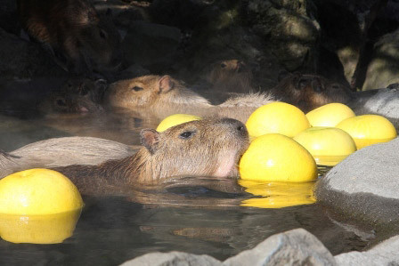 超治癒 伊豆水豚家族泡柚子湯 第3張 Ettoday圖集 Ettoday新聞雲