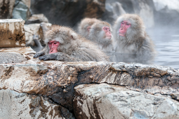 ▲度過暖呼呼冬季假期！來日本看萌猴泡湯、享受湯泉名勝▼             。（圖／七逗旅遊網提供）